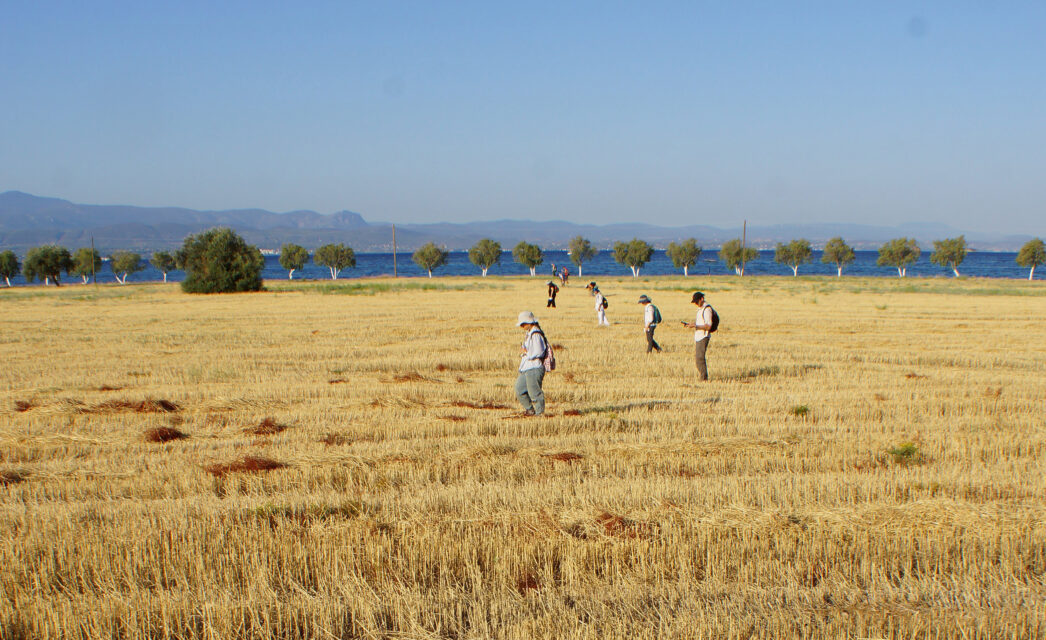 Field survey in Amarynthos
