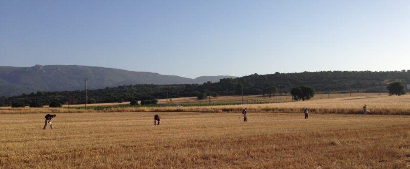 Fieldwalking in the Mazi Plain