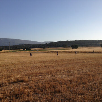 Fieldwalking